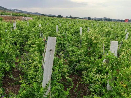 新年豪言振遠(yuǎn)安 金銀花開富萬(wàn)家，中草藥科技引領(lǐng)新征途